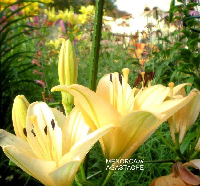 Photo of Lily (Lilium 'Menorca') uploaded by ge1836