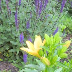 Location: Sun Garden Pittsford NY
Date: 2010-06-01
Great with blue salvias