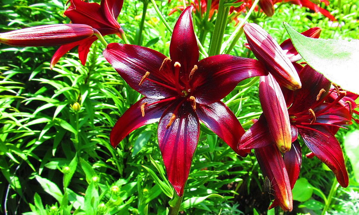 Photo of Lily (Lilium 'Summer Night') uploaded by jmorth
