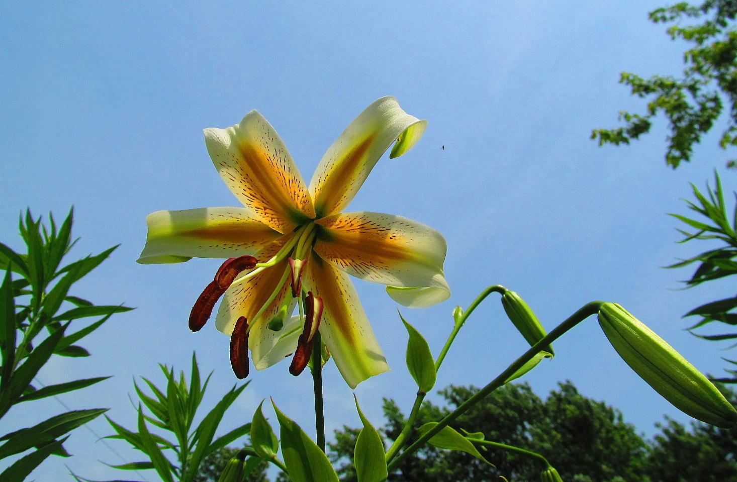 Photo of Lily (Lilium 'Lady Alice') uploaded by jmorth