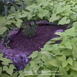 Location: Naylor, GA
Date: 2011-08-10
Surrounding an unsightly tree stump that has a gardenia planted i