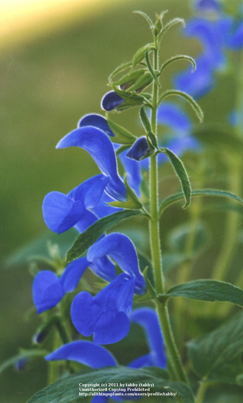 Photo of Gentian Sage (Salvia patens) uploaded by tabby