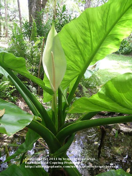 Photo of Typhonodorum (Typhonodorum lindleyanum) uploaded by tropicbreeze