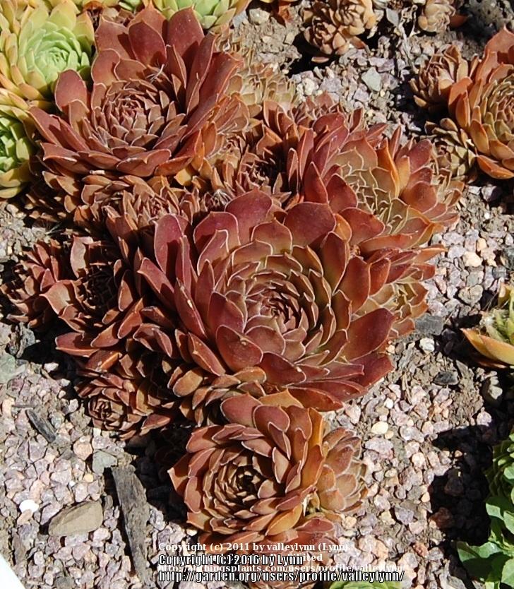 Photo of Hen and Chicks (Sempervivum 'Pacific Devil's Food') uploaded by valleylynn