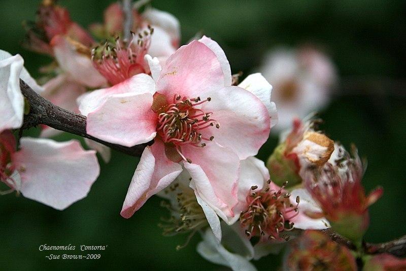 Photo of Flowering Quince (Chaenomeles 'Contorta') uploaded by Calif_Sue