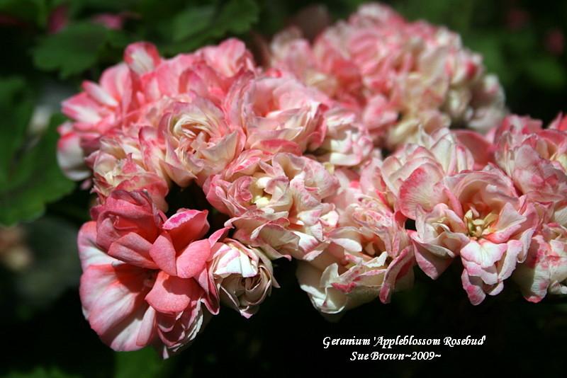 Photo of Zonal Geranium (Pelargonium x hortorum 'Appleblossom Rosebud') uploaded by Calif_Sue