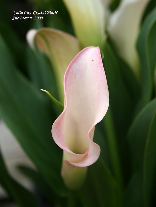 Photo of Calla Lily (Zantedeschia pentlandii 'Crystal Blush') uploaded by Calif_Sue