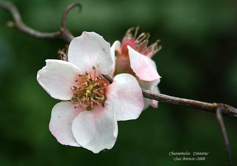 Photo of Flowering Quince (Chaenomeles 'Contorta') uploaded by Calif_Sue