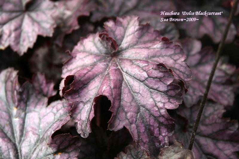 Photo of Coral Bells (Heuchera Dolce® Blackcurrant) uploaded by Calif_Sue