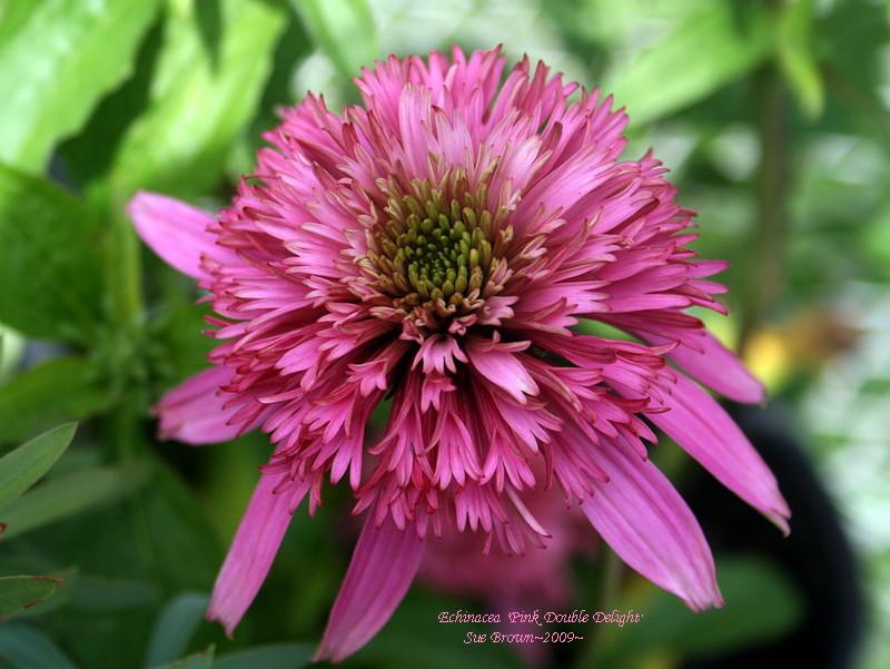 Photo of Coneflower (Echinacea 'Pink Double Delight') uploaded by Calif_Sue