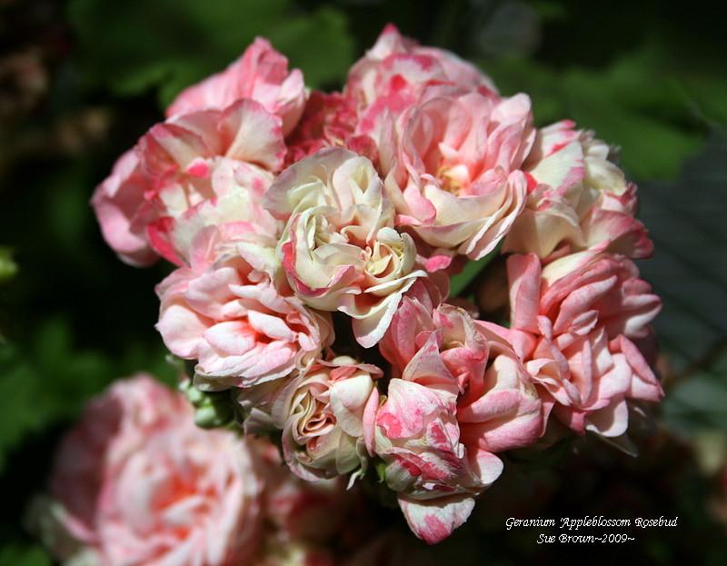 Photo of Zonal Geranium (Pelargonium x hortorum 'Appleblossom Rosebud') uploaded by Calif_Sue