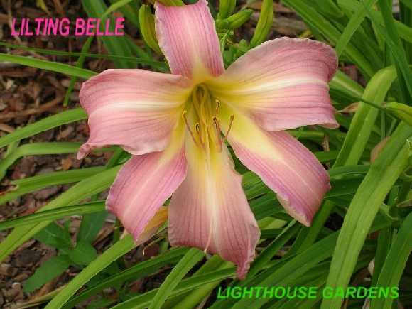 Photo of Daylily (Hemerocallis 'Lilting Belle') uploaded by hemlady