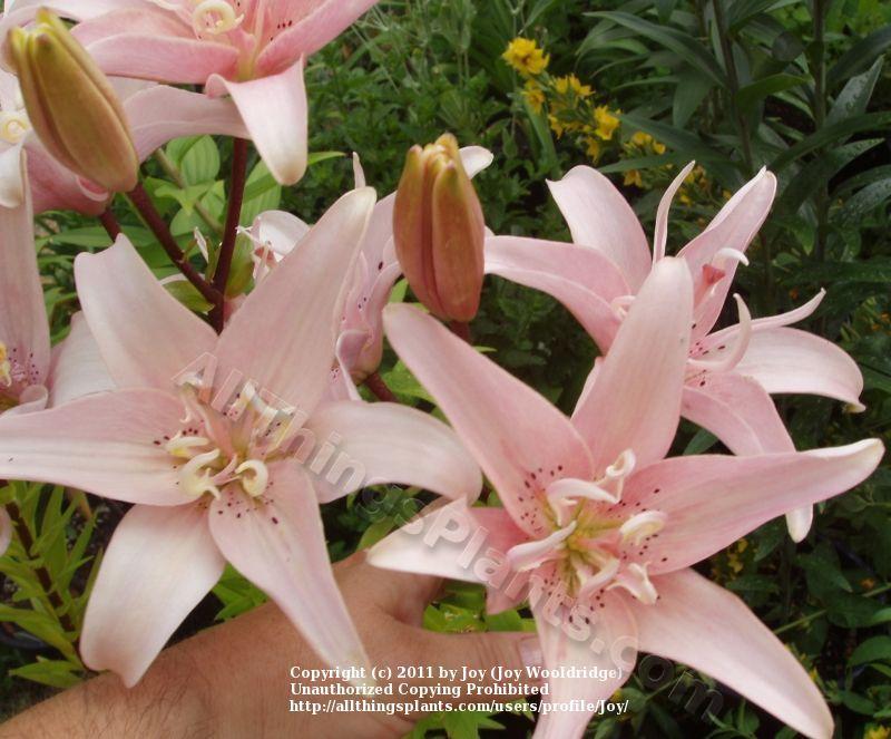 Photo of Lily (Lilium 'Elodie') uploaded by joy