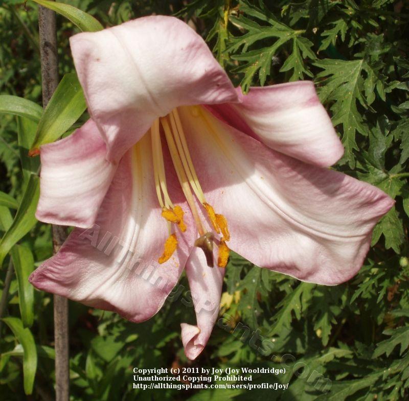 Photo of Lily (Lilium Pink Perfection) uploaded by joy