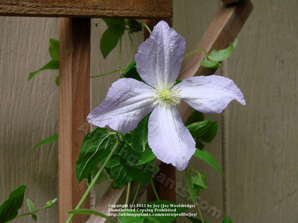 Photo of Clematis Blue Angel uploaded by joy