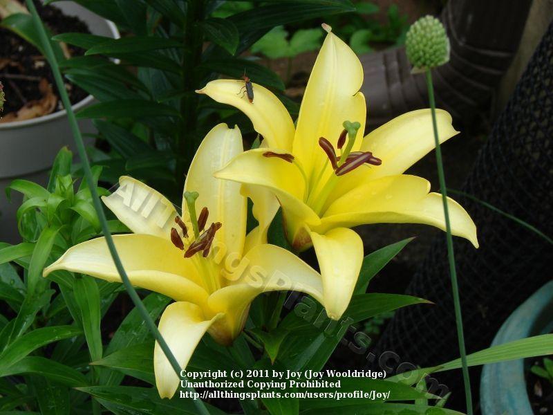 Photo of Lily (Lilium 'Yelloween') uploaded by joy