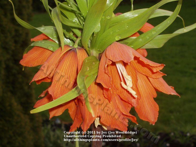 Photo of Crown Imperial Fritillaria (Fritillaria imperialis 'Rubra') uploaded by joy