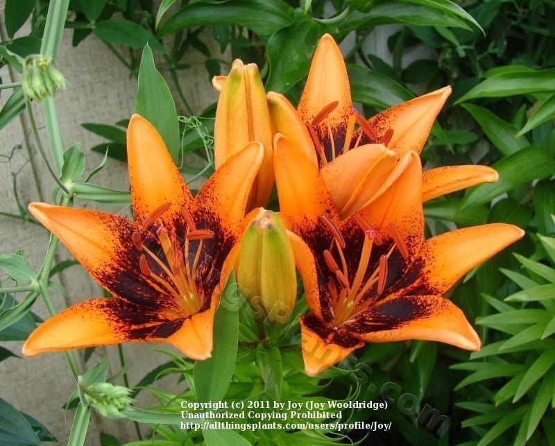 Photo of Lily (Lilium 'Orange Art') uploaded by joy