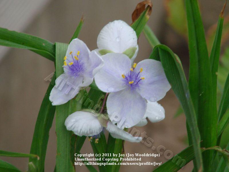 Photo of Spiderwort (Tradescantia 'Osprey') uploaded by Joy