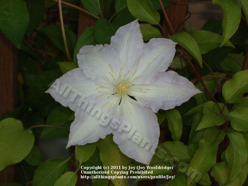 Photo of Clematis 'Gillian Blades' uploaded by joy