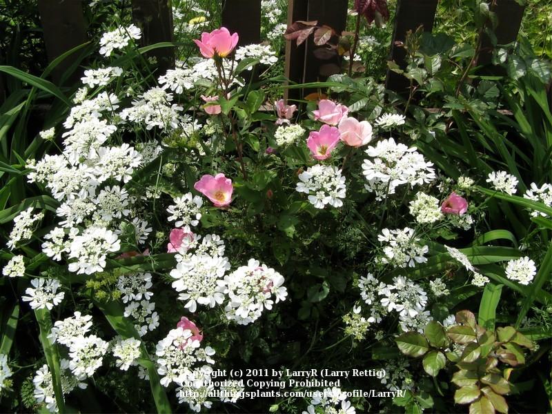 Photo of White Lace Flower (Orlaya grandiflora) uploaded by larryr