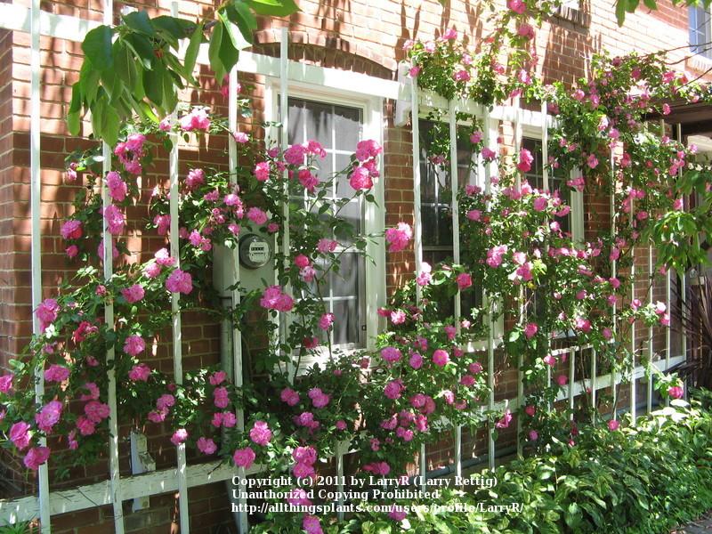 Photo of Rose (Rosa 'John Cabot') uploaded by larryr