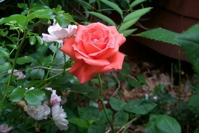 Photo of Rose (Rosa 'Tropicana') uploaded by Newyorkrita