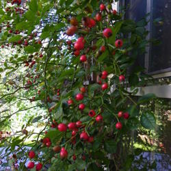 Location: In my garden 
Date: 10/6/2011
This rose loves to make lots of small red rose hips.