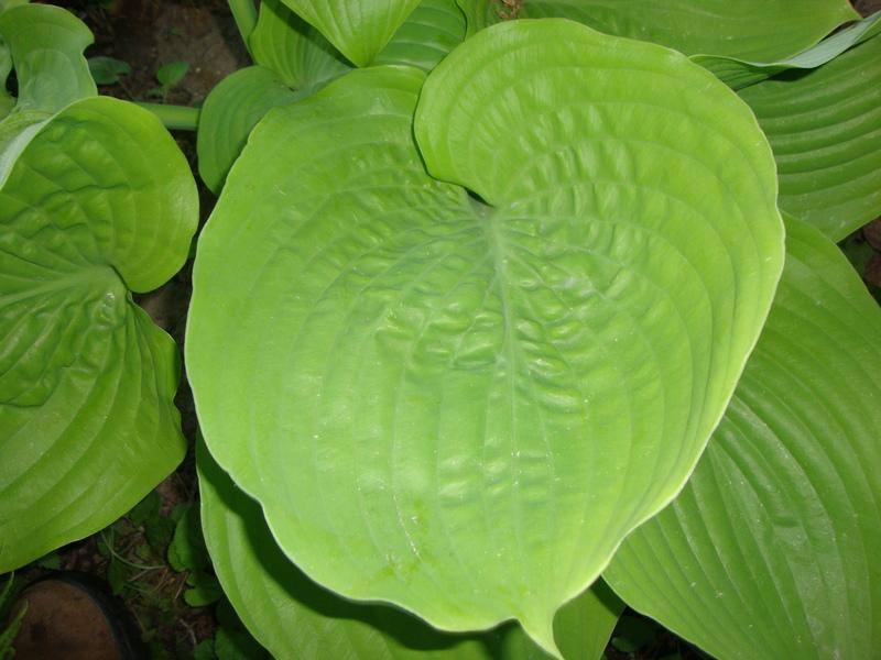 Photo of Hosta 'Sum and Substance' uploaded by Paul2032