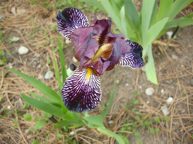 Photo of Miniature Tall Bearded Iris (Iris 'Rayos Adentro') uploaded by Paul2032