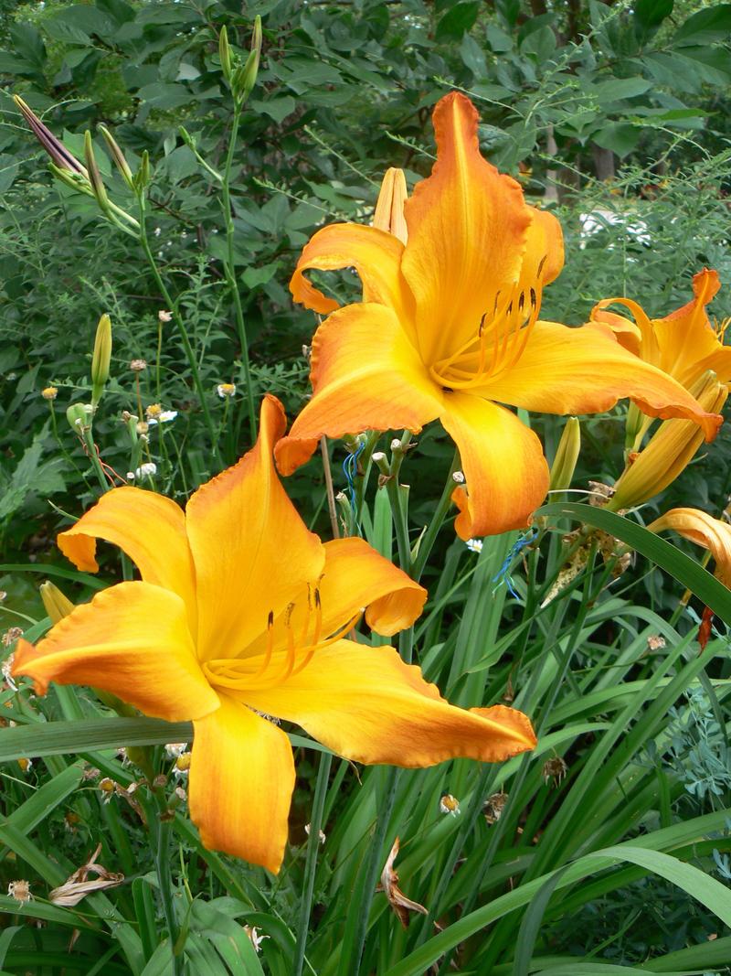 Photo of Daylily (Hemerocallis 'Highland Pinched Fingers') uploaded by annred97