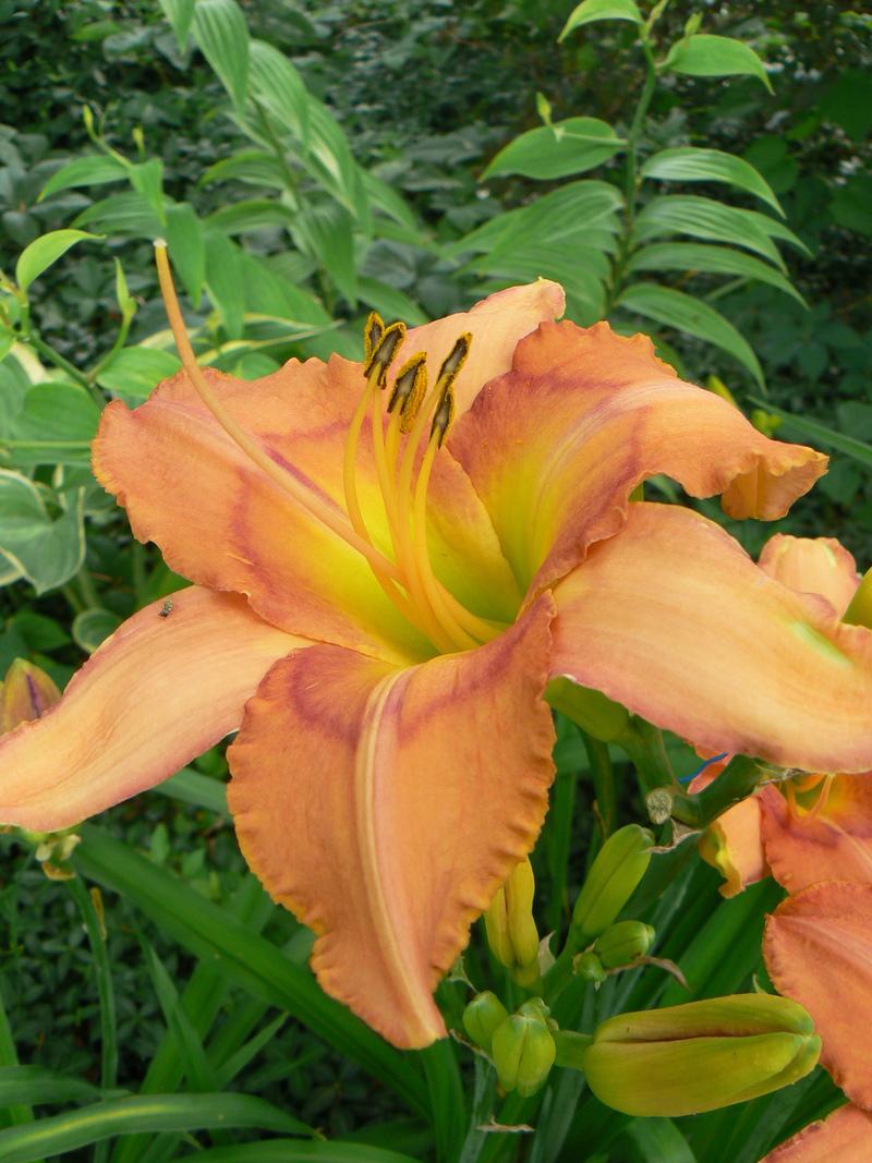 Photo of Daylily (Hemerocallis 'Casting the Runes') uploaded by annred97
