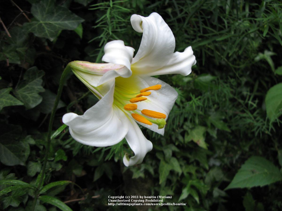 Photo of Regal Lily (Lilium regale) uploaded by bonitin