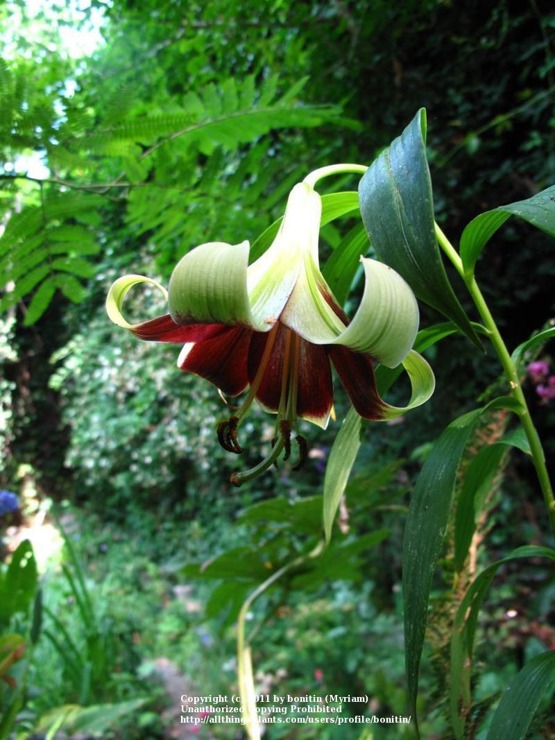 Photo of Nepal Lily (Lilium nepalense) uploaded by bonitin