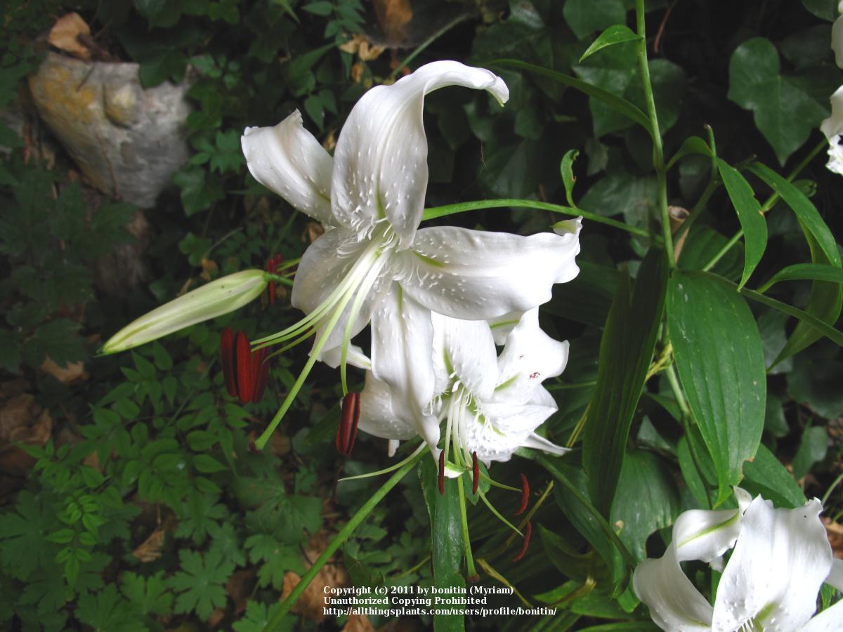 Photo of Lily (Lilium speciosum 'Album') uploaded by bonitin