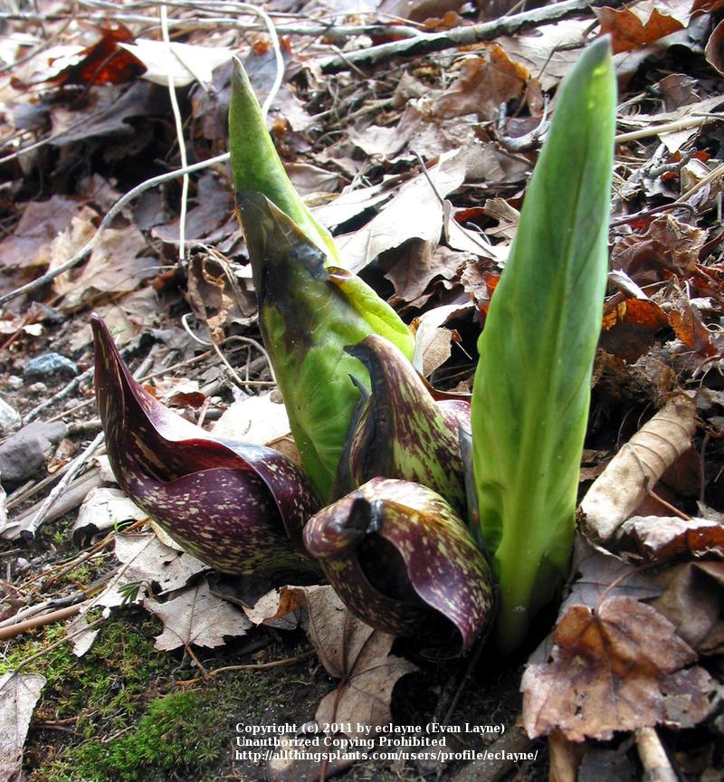 Photo of Skunk Cabbage (Symplocarpus foetidus) uploaded by eclayne