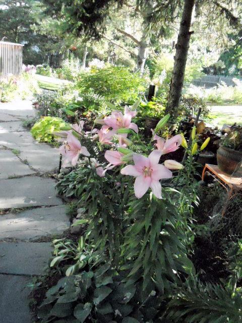 Photo of Lily (Lilium 'Chianti') uploaded by ge1836
