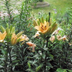 Location: Part Shade Pittsford NY
Date: 2011-06-28
This lily has a two week bloom period here. Blooms are lerge nd p