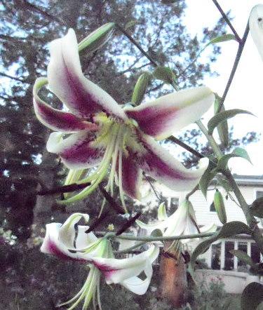 Photo of Lily (Lilium 'Scheherazade') uploaded by ge1836