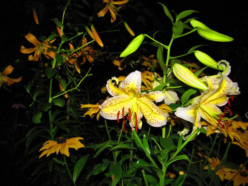 Photo of Lily (Lilium 'Mint Fizz') uploaded by jmorth