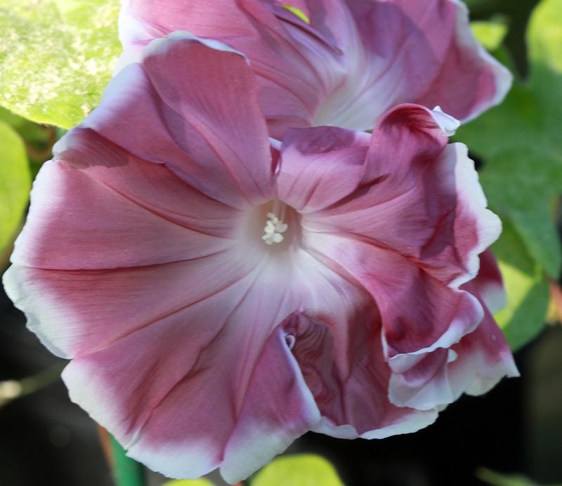 Photo of Japanese Morning Glory (Ipomoea nil 'Rose Silk') uploaded by luvsgrtdanes
