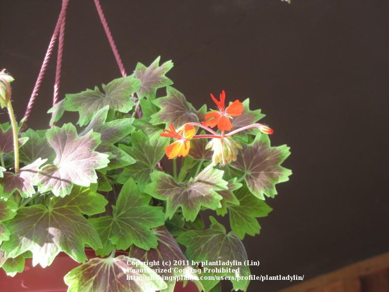 Photo of Zonal Geranium (Pelargonium x hortorum 'Vancouver Centennial') uploaded by plantladylin