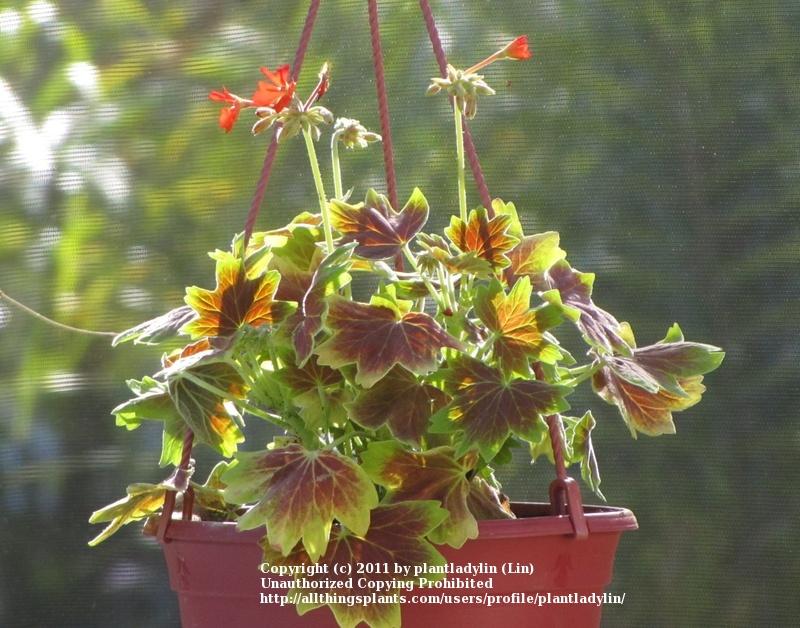 Photo of Zonal Geranium (Pelargonium x hortorum 'Vancouver Centennial') uploaded by plantladylin