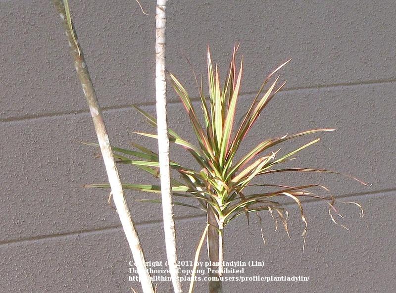 Photo of Dragon Tree (Dracaena reflexa var. angustifolia 'Tricolor') uploaded by plantladylin