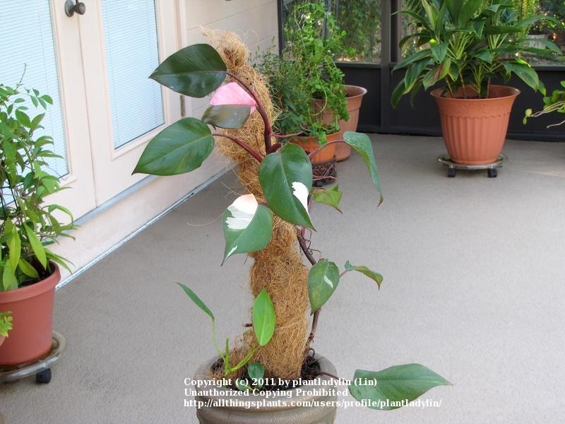 Photo of Blushing Philodendron (Philodendron erubescens 'Pink Princess') uploaded by plantladylin