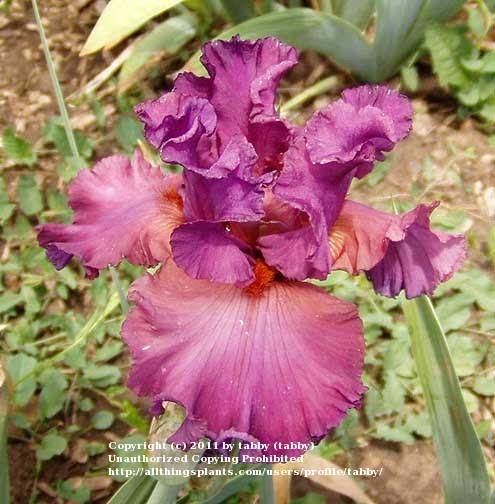 Photo of Tall Bearded Iris (Iris 'Fashionably Late') uploaded by tabby