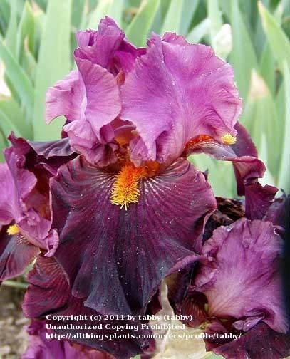 Photo of Tall Bearded Iris (Iris 'Fiery Temper') uploaded by tabby