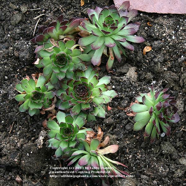 Photo of Hen and Chicks (Sempervivum 'Kimono') uploaded by tabby