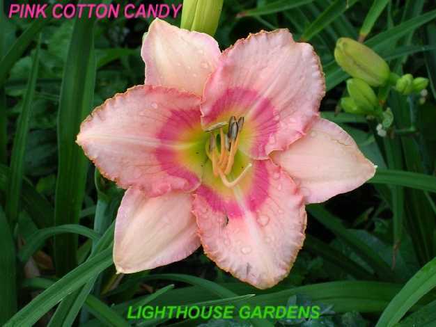 Photo of Daylily (Hemerocallis 'Pink Cotton Candy') uploaded by Hemlady