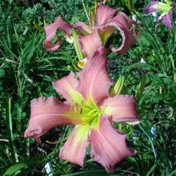 Location: Melvindale, Mi. 48122
Date: Mid season 2010
Very nice extended blooming plant.